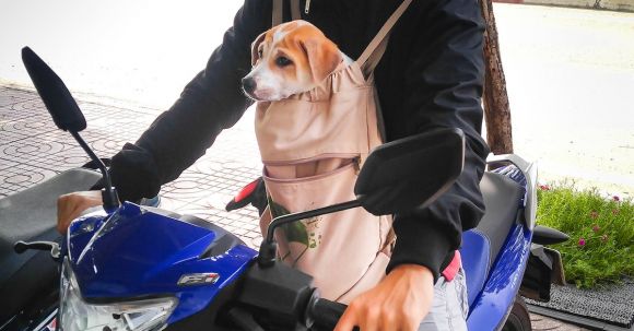 Pet Motorcycle Safety - Man Riding Motorcycle While Carrying Dog